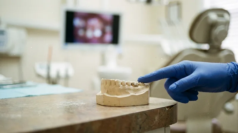 Dentist pointing to the lower back teeth on a jaw model to explain numbing